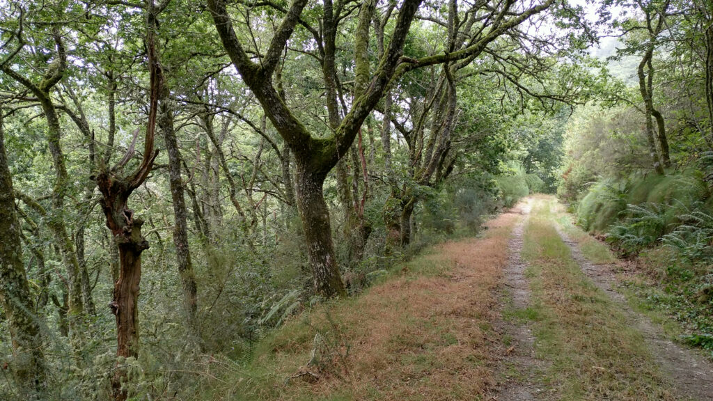 Camino de Arandedo